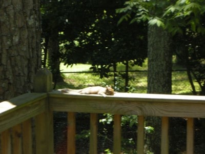 crazy picture of a squirrel laying out in the sun on my back deck. 