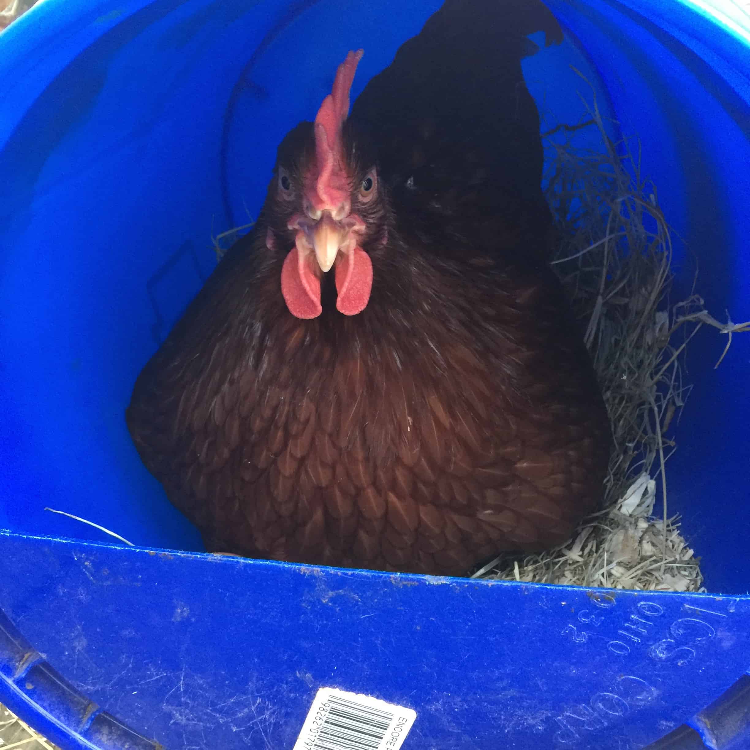 Chicken Coop out of a Swing Set! Answers to Questions About My Chickens